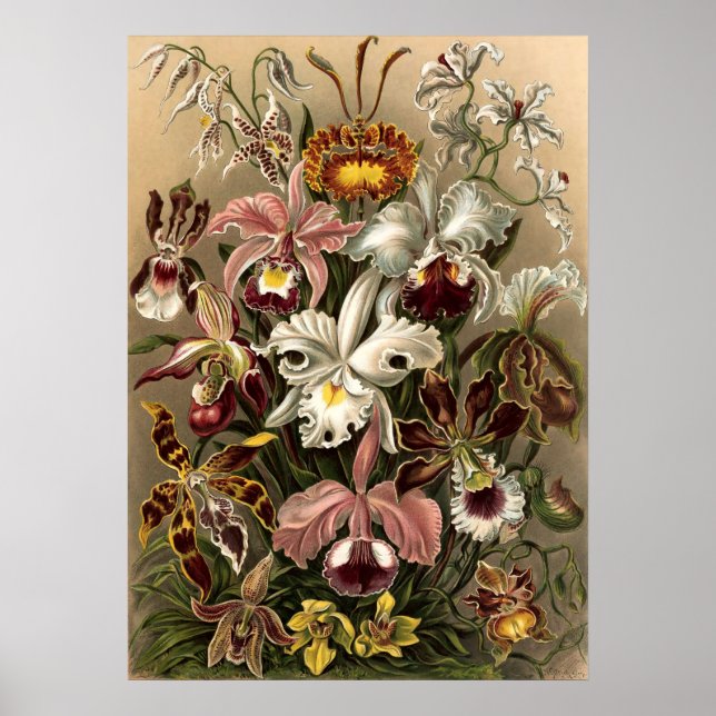 Vintage Orchid Flowers av Ernst Haeckel Poster (Framsidan)