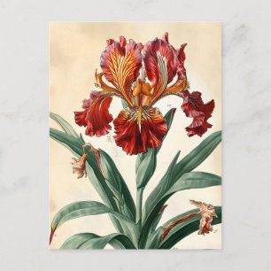 Vintage Orchid Vykort