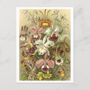 Vintage Orchids botaniskt vykort för illustration