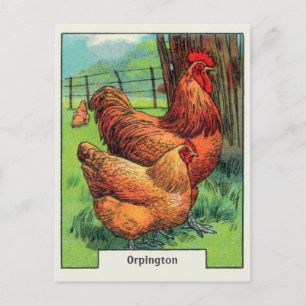 Vintage Orpington Chicken Vykort
