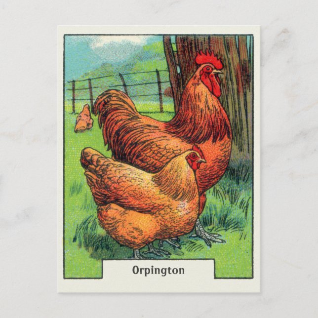 Vintage Orpington Chicken Vykort (Framsida)