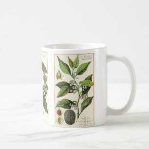 Vintage Örter Kryddor, Kryddnejlika, Svartpeppar, Kaffemugg