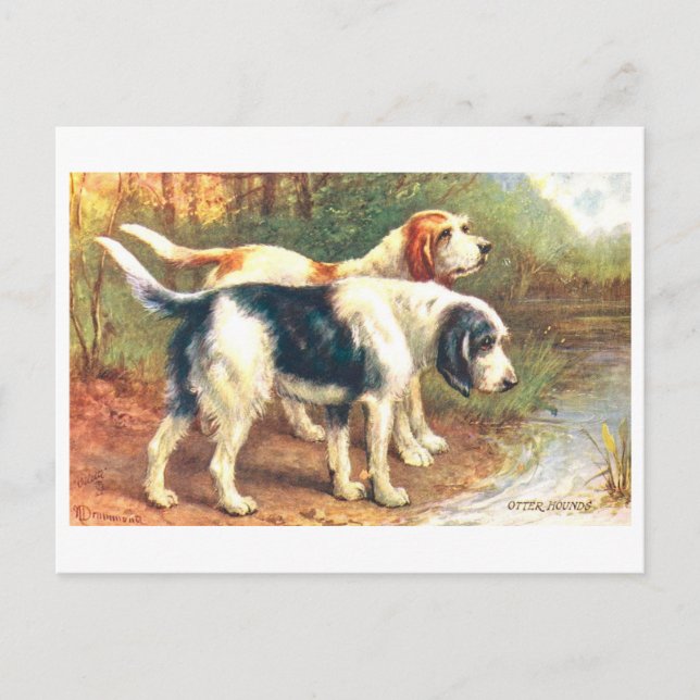 Vintage Otter Hounds på svenska Vykort (Framsida)