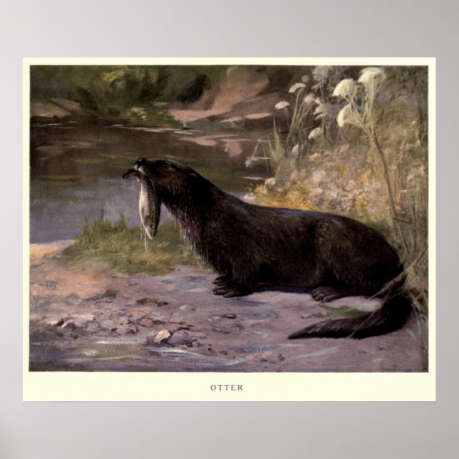 Vintage Otter Painting (1909) Poster (Framsidan)