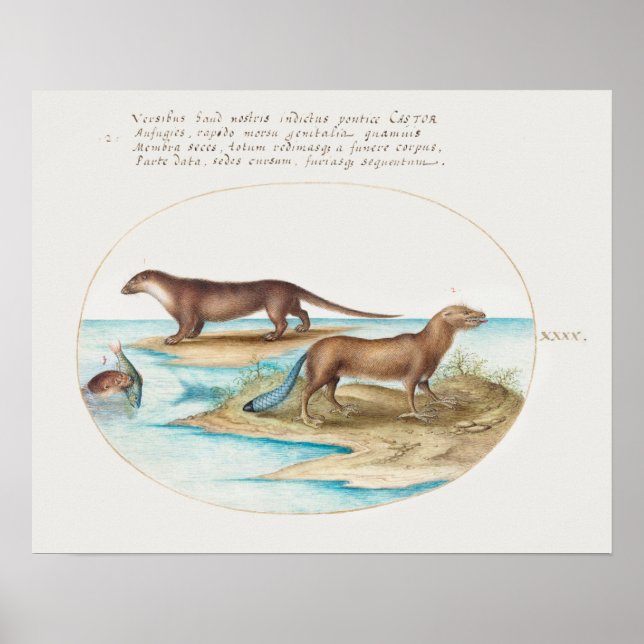 Vintage Otters Poster (Framsidan)