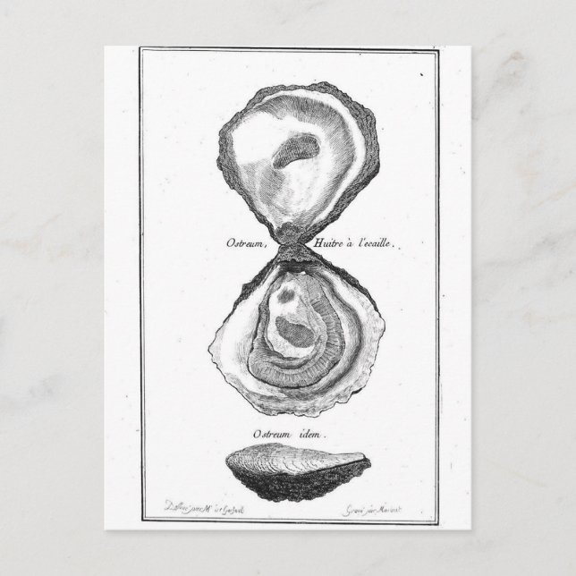 Vintage Oyster Animal Print Vykort (Framsida)