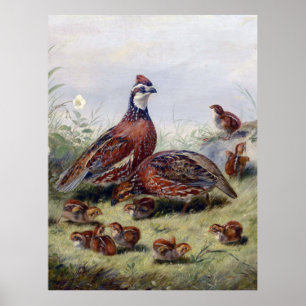 Vintage Painting of Quail Bird Fitzwilliam Tait Poster