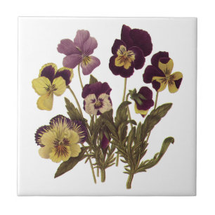 Vintage Pansies in Bloom, Blommigt Garden Flowers Kakelplatta