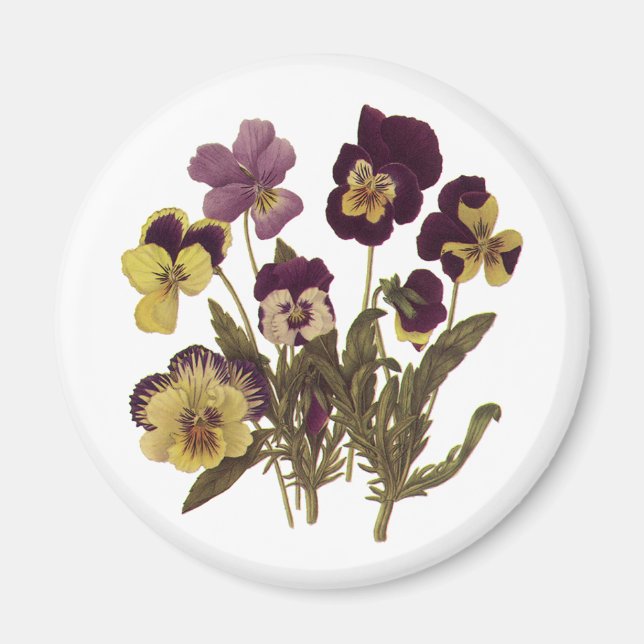 Vintage Pansies in Bloom, Blommigt Garden Flowers Magnet (Framsidan)