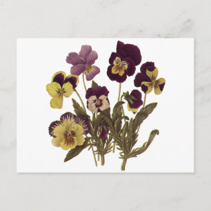 Vintage Pansies in Bloom, Blommigt Garden Flowers Vykort
