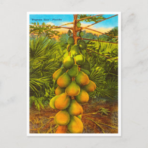 Vintage Papaya Träd, Florida Travel Postcard Vykort