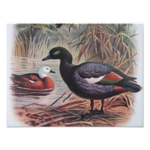 Vintage Paradise Shelduck Fototryck