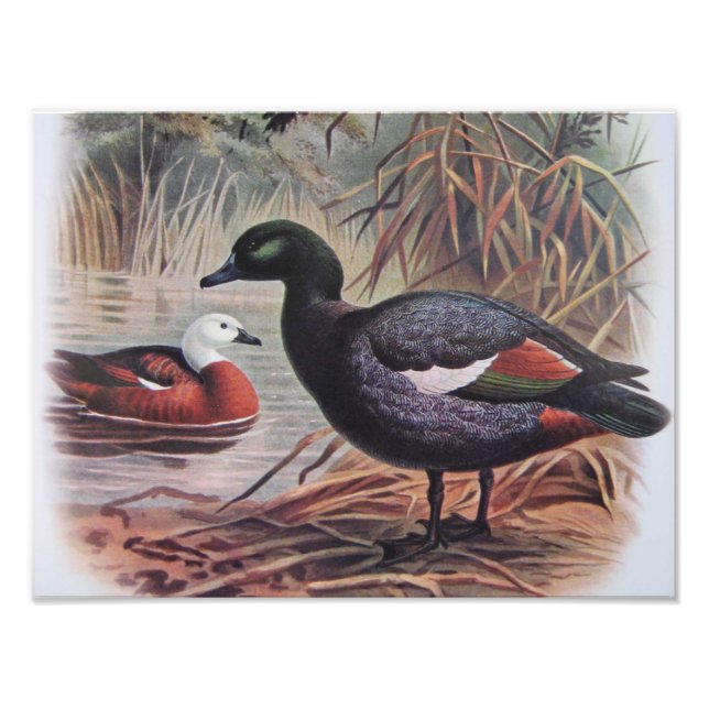 Vintage Paradise Shelduck Fototryck (Framsidan)