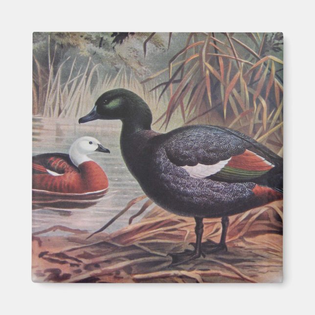 Vintage Paradise Shelduck Magnet (Framsidan)