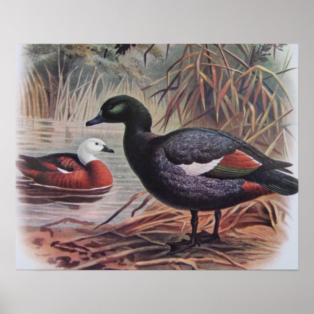 Vintage Paradise Shelduck Poster (Framsidan)