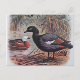 Vintage Paradise Shelduck Vykort