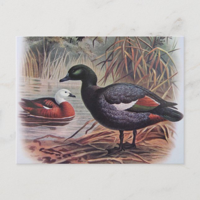 Vintage Paradise Shelduck Vykort (Framsida)