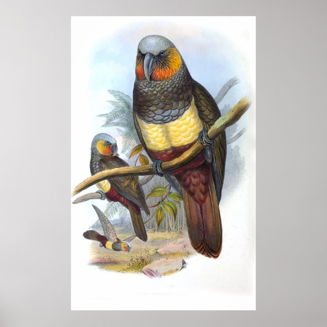 Vintage Parrot Bird Poster (Framsidan)