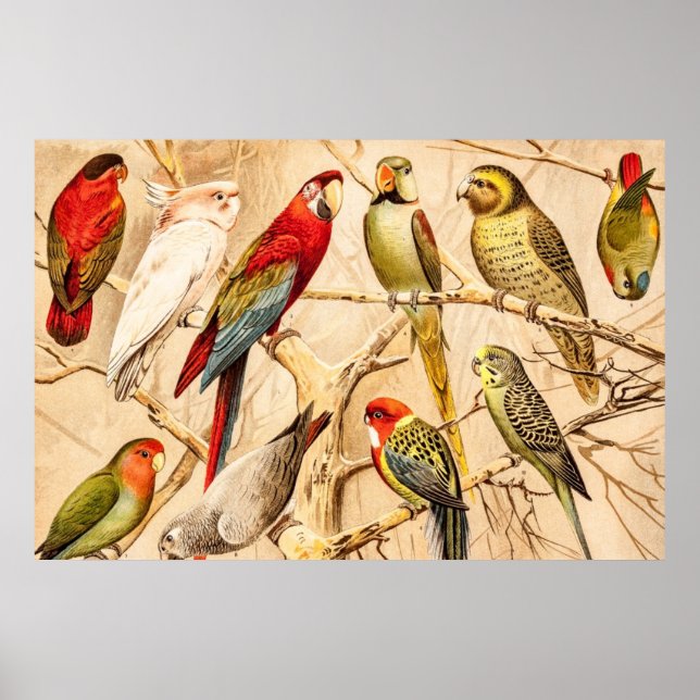 Vintage Parrot Cockatoo Conure Parakeet Cockatiel Poster (Framsidan)