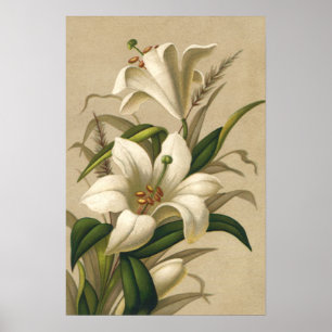 Vintage påskliljor, viktorianska blommor i blom poster