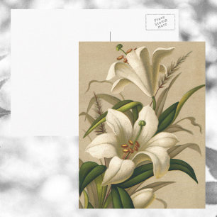 Vintage påskliljor, viktorianska blommor i blom vykort