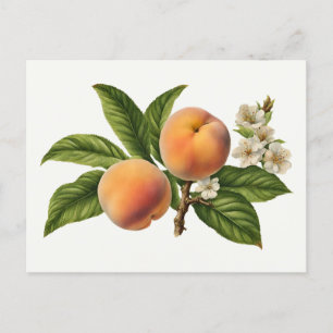 Vintage Peach Fruit Gren med Blommar Vykort