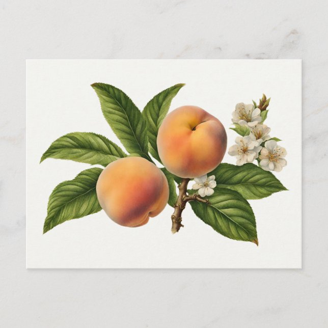 Vintage Peach Fruit Gren med Blommar Vykort (Framsida)