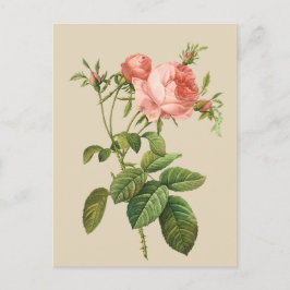 Vintage Peach ro all form av vykort