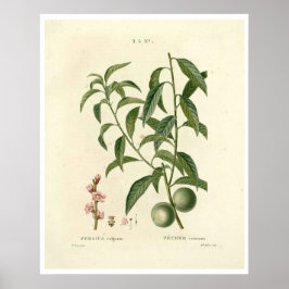 Vintage Peach Träd (Prunus persica) N.1 Poster