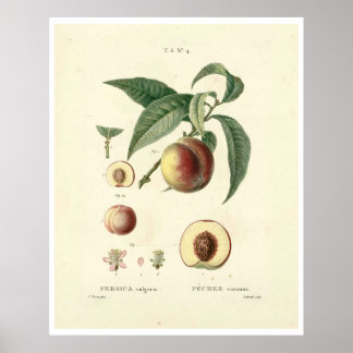 Vintage Peach Träd (Prunus persica) N.4 Poster