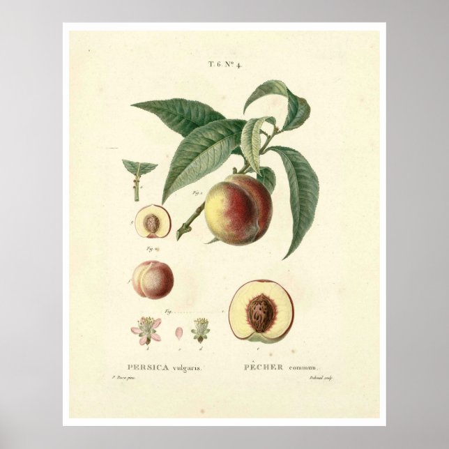 Vintage Peach Träd (Prunus persica) N.4 Poster (Framsidan)