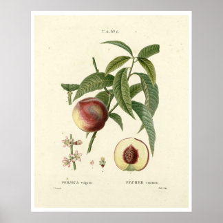 Vintage Peach Träd (Prunus persica) N.6 Poster