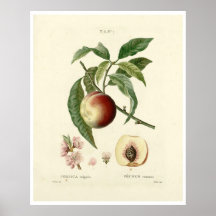 Vintage Peach Träd (Prunus persica) N.7 Poster