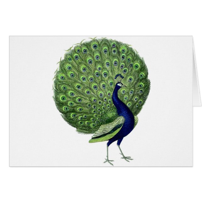 Vintage Peacock Hälsningskort (Framsidan Horizontal)