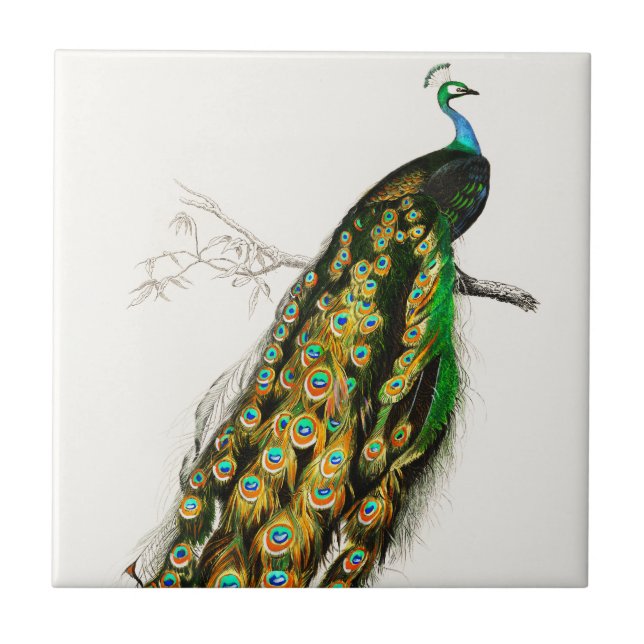 Vintage Peacock Illustration  Kakelplatta (Framsidan)