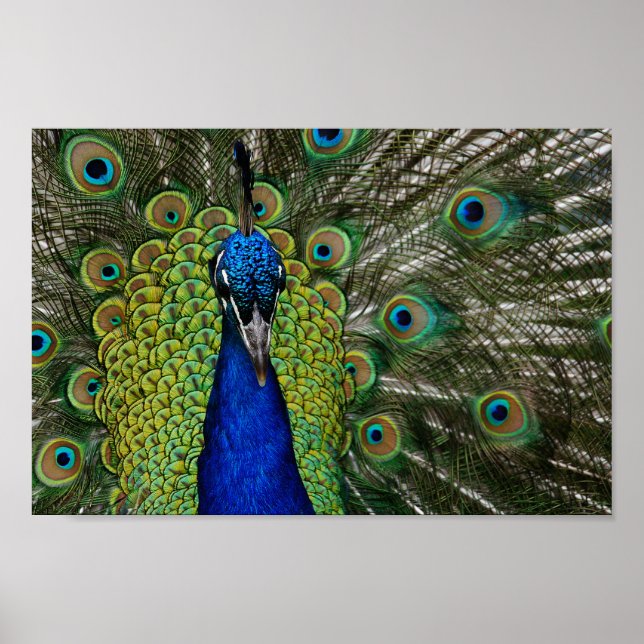 Vintage Peacock Illustration Poster (Framsidan)