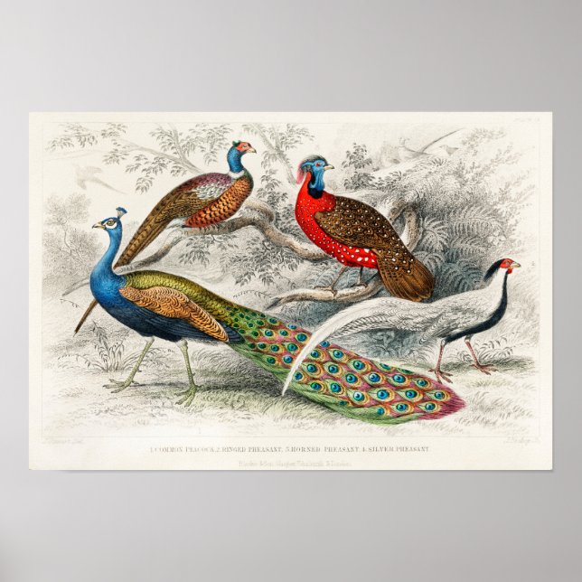 Vintage Peacock Illustration Poster (Framsidan)