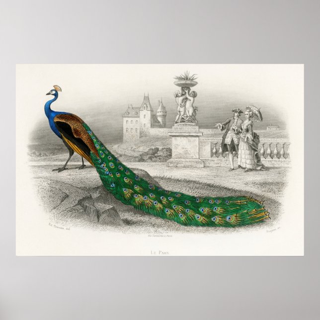 Vintage Peacock Illustration Poster (Framsidan)