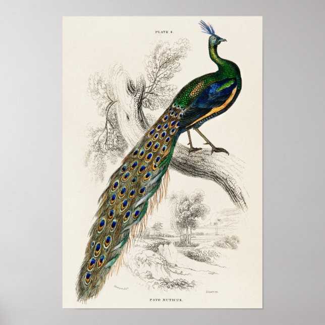 Vintage Peacock Illustration Poster (Framsidan)