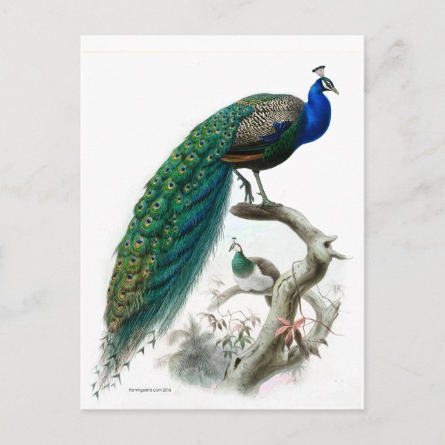 Vintage Peacock Illustration Vykort (Framsida)
