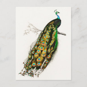 Vintage Peacock Illustration Vykort