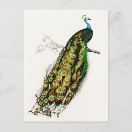Vintage Peacock Illustration Vykort