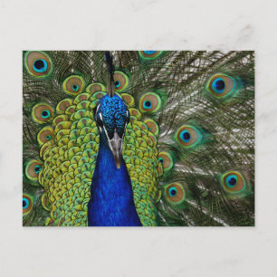Vintage peacock Illustration-vykort Vykort
