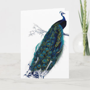 Vintage Peacock Kort