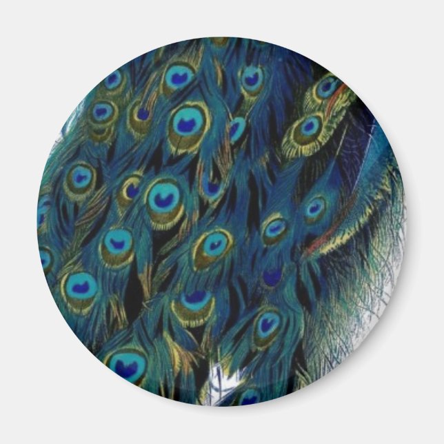 Vintage Peacock Magnet (Framsidan)