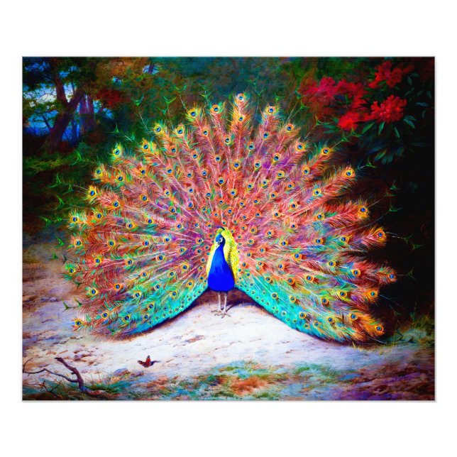 Vintage Peacock Painting Fototryck (Framsidan)