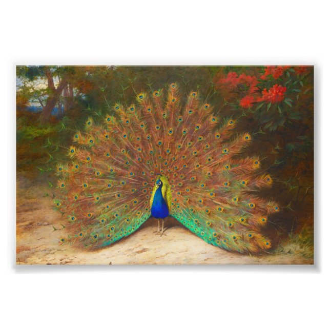 Vintage Peacock Painting Fototryck (Framsidan)