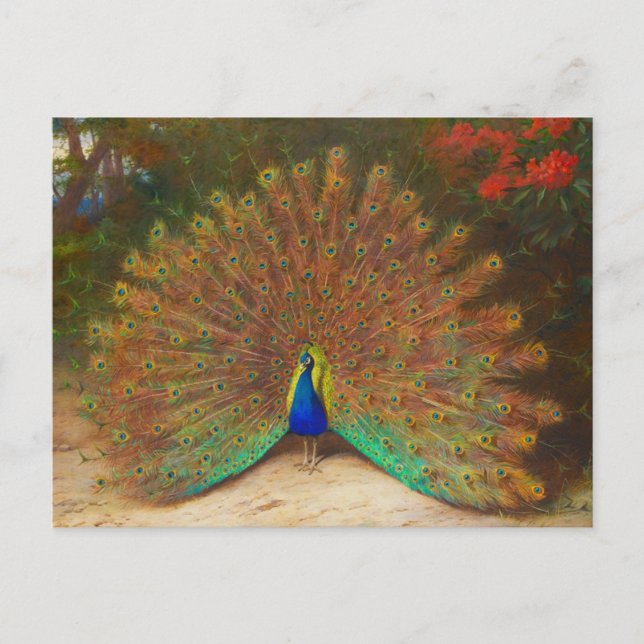 Vintage Peacock Painting-vykort Vykort (Framsida)