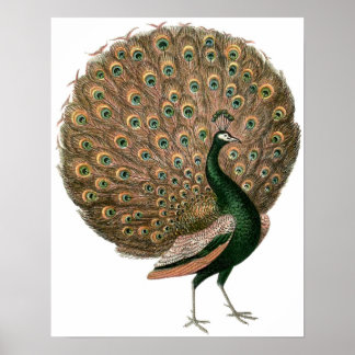 Vintage Peacock Poster