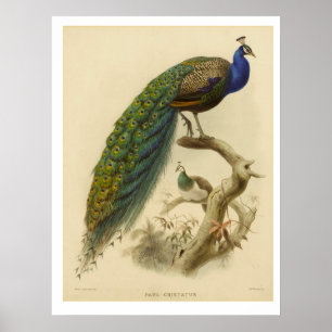 Vintage Peacock Poster